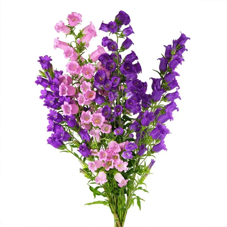 شاخه گل استکانی چند رنگ میکس