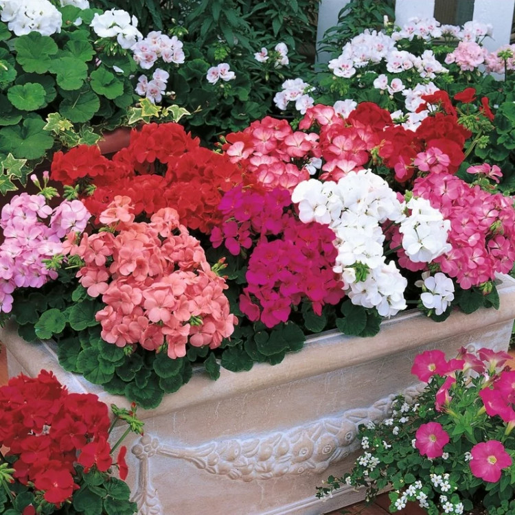 شمعدانی میکس در سبد