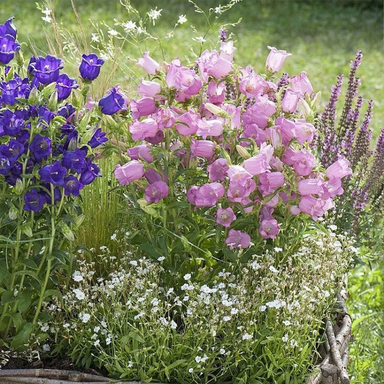 گل استکانی چند رنگ میکس در باغ