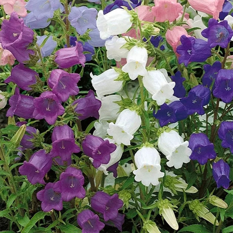 گل استکانی چند رنگ میکس در باغچه
