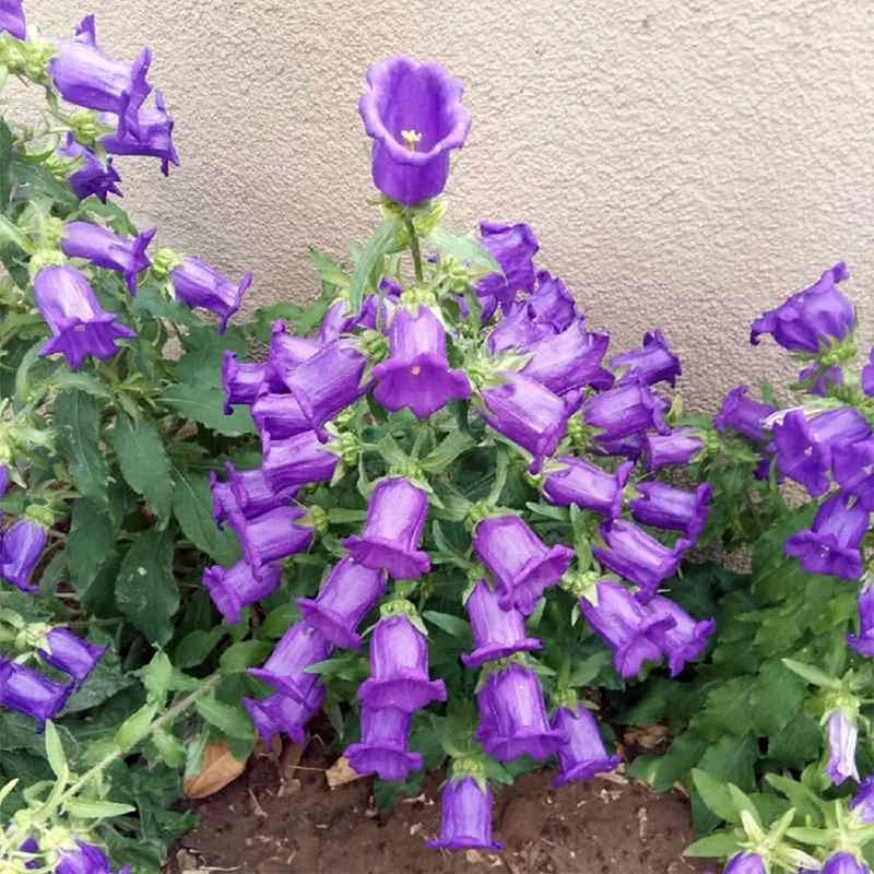 گل استکانی چند رنگ میکس