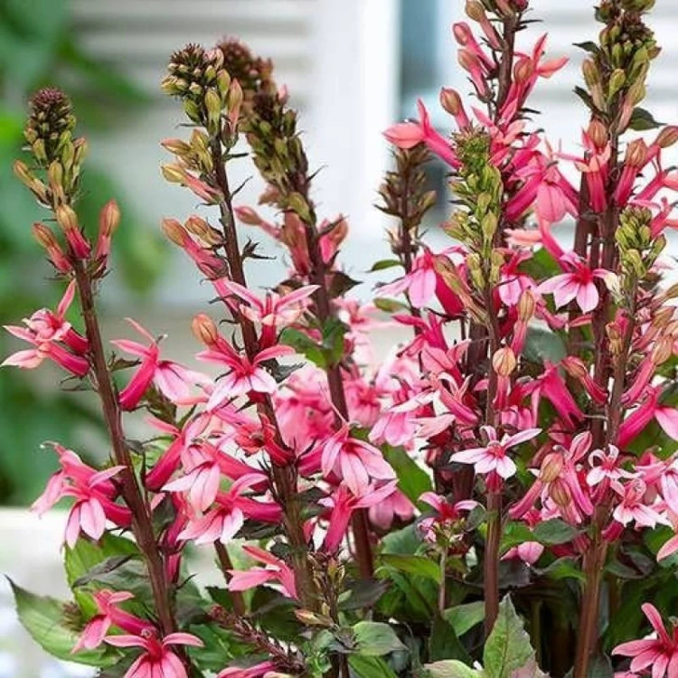 دسته گل مینا چمنی پاکوتاه صورتی