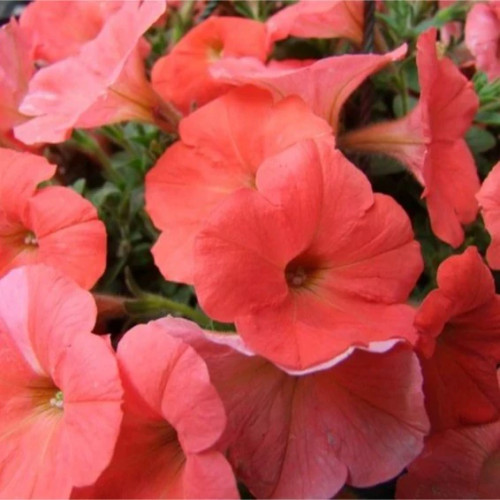 گل اطلسی گلبهی