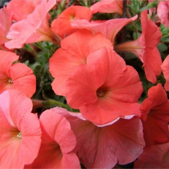 گل اطلسی گلبهی