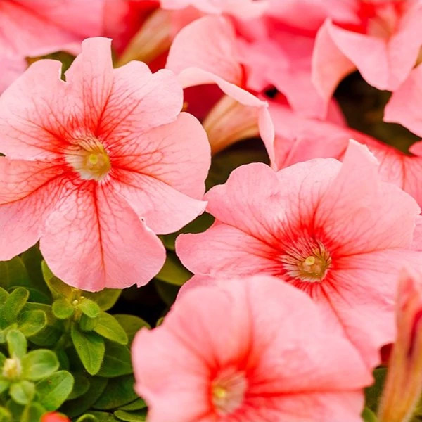 گلبرک گل اطلسی گلبهی