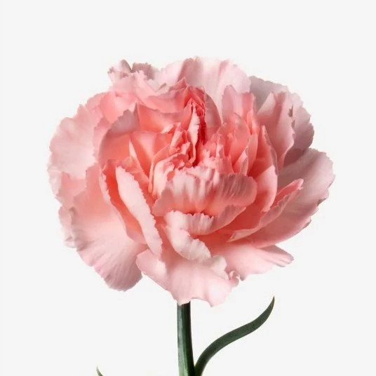 شاخه میخک صورتی