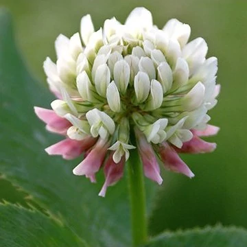 شاخه شبدر سفید علوفه ای