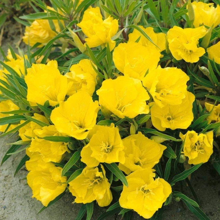 گل مغربی زرد در باغچه