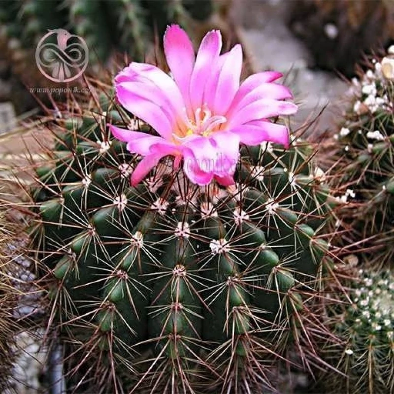 بذر کاکتوس نوتو هورستی 10 عددی