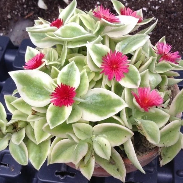 گل ناز یخی از نزدیک