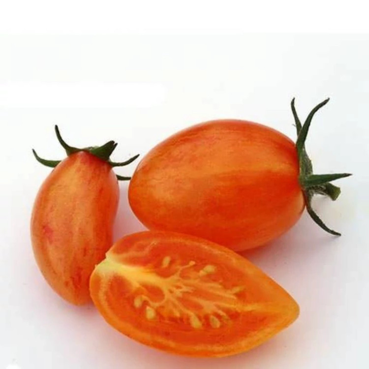 گوجه زیتونی بلاش