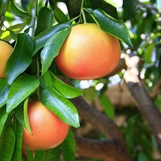 درخت گریپ فروت