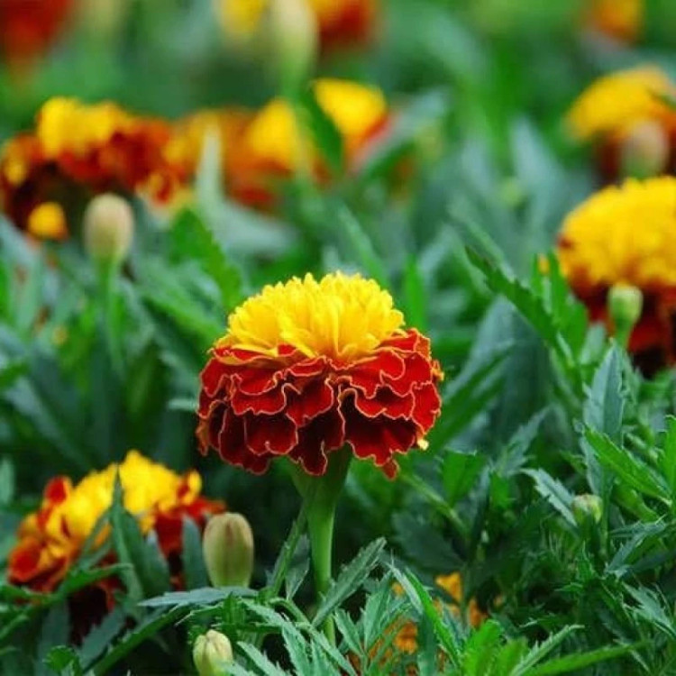 شاخه گل جعفری پاکوتاه گلریز پرگل زرد و قرمز