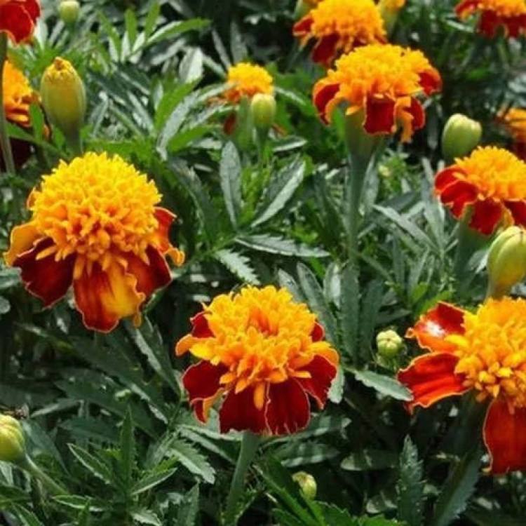 گل جعفری پاکوتاه گلریز پرگل زرد و قرمز