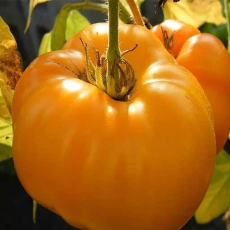 گوجه فرنگی غول پیکر پرتغالی درختی از نزدیک