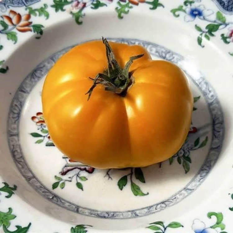 گوجه فرنگی غول پیکر پرتغالی درختی در بشقاب