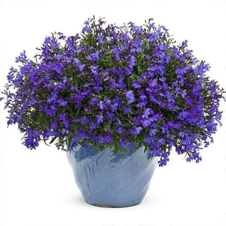 گلدان مینا چمنی پاکوتاه الوان