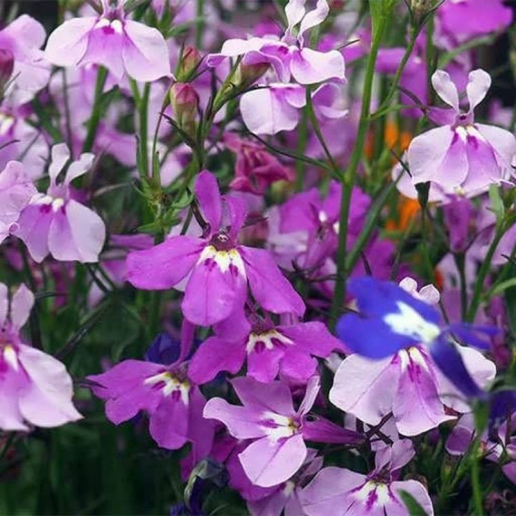 گلبرگ های مینا چمنی پاکوتاه الوان