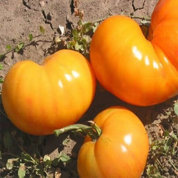 گوجه فرنگی غول پیکر پرتغالی درختی از روبرو