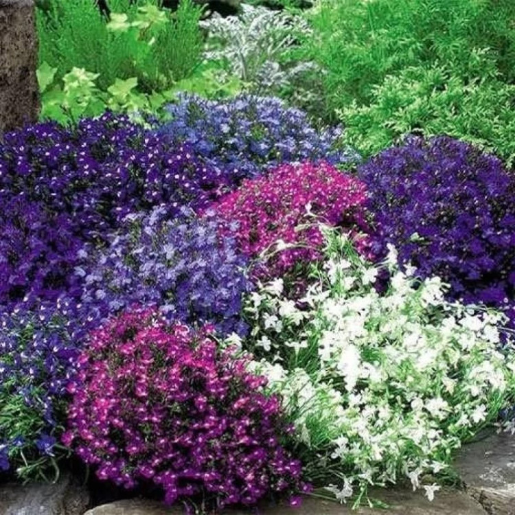 مینا چمنی پاکوتاه الوان دریاغچه