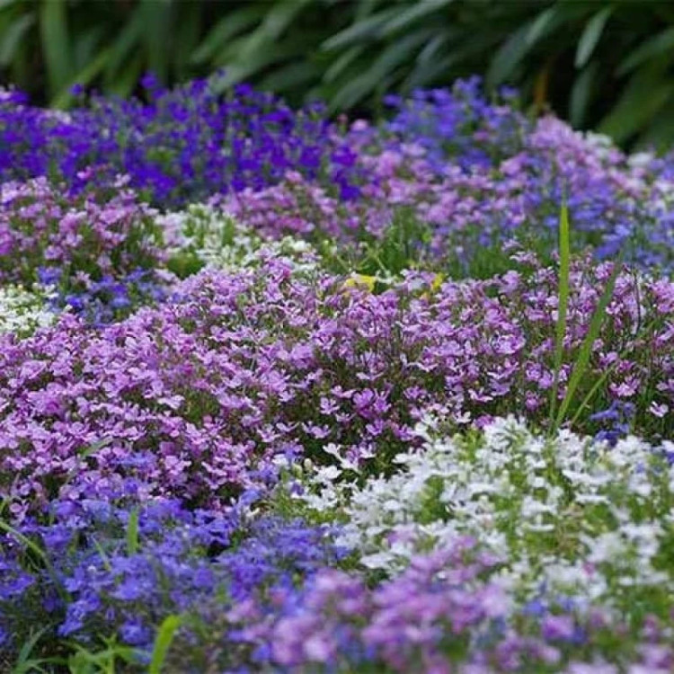 مینا چمنی پاکوتاه الوان در باغ