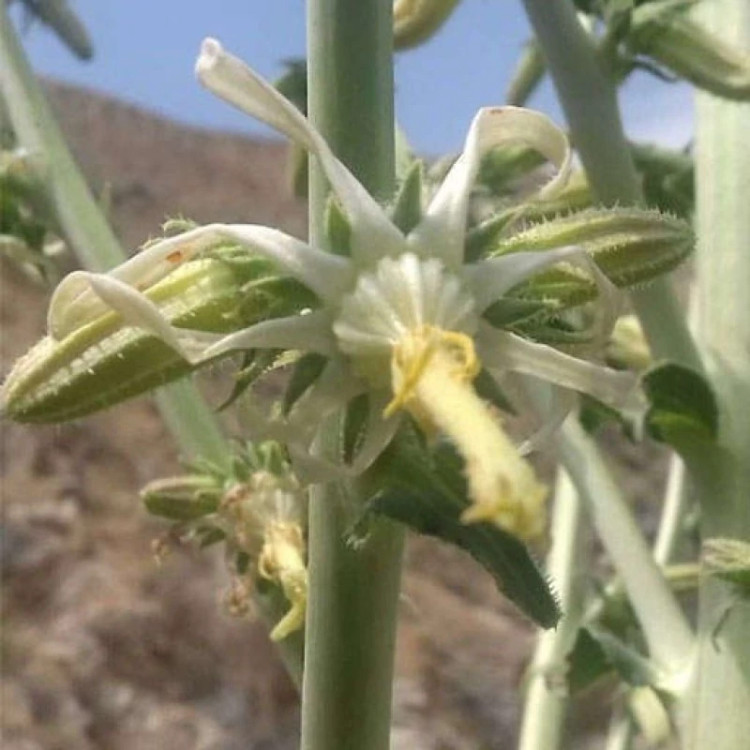 کاسبرک گل شکافته