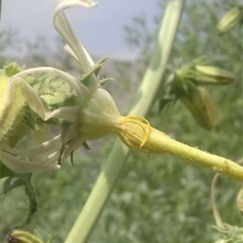ساقه گل شکافته
