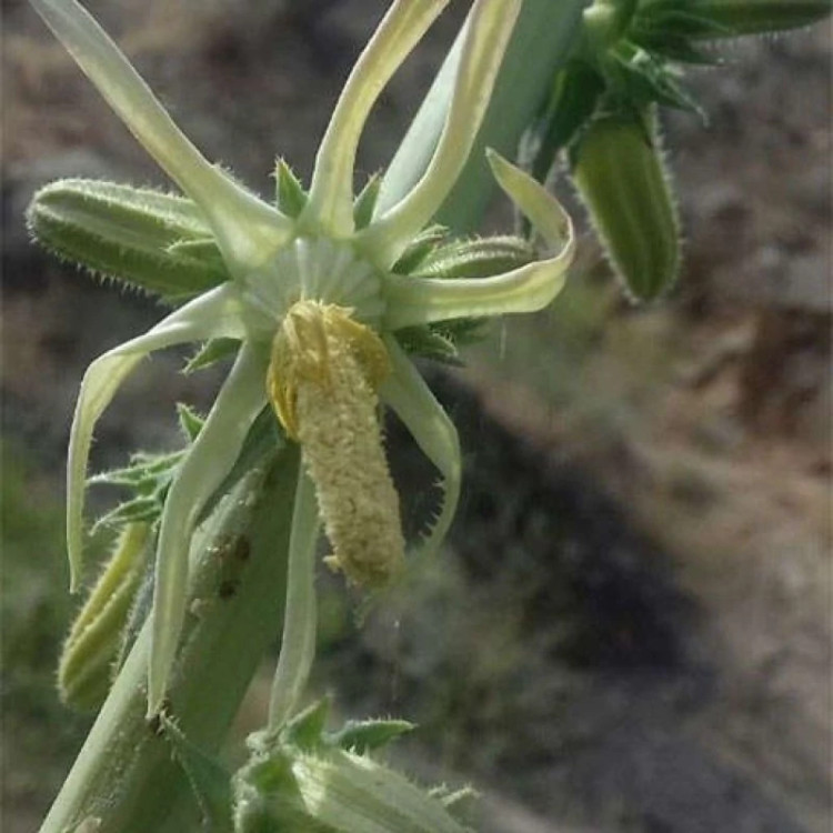 گل شکافته از نزدیک