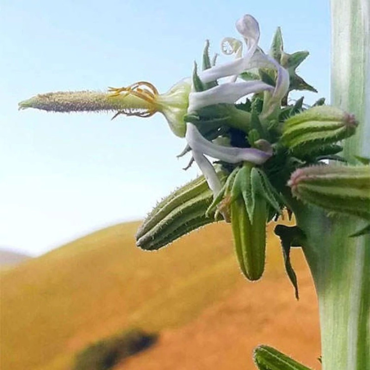 گل شکافته