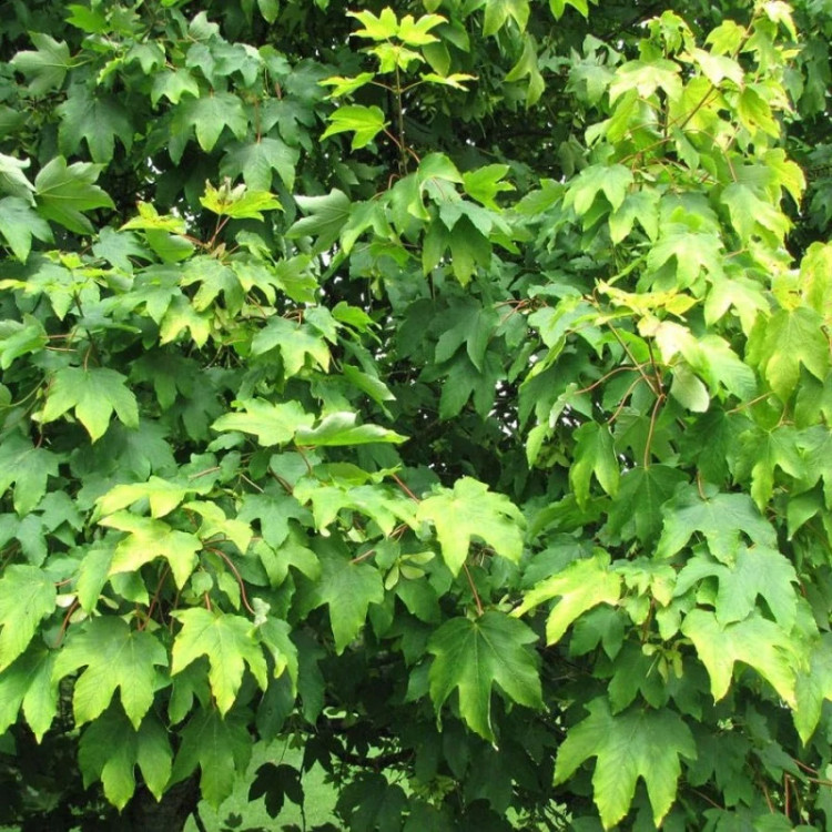 برگ افرا شبه چناری