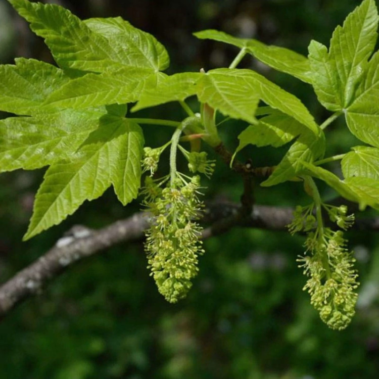 برگ افرا شبه چناری