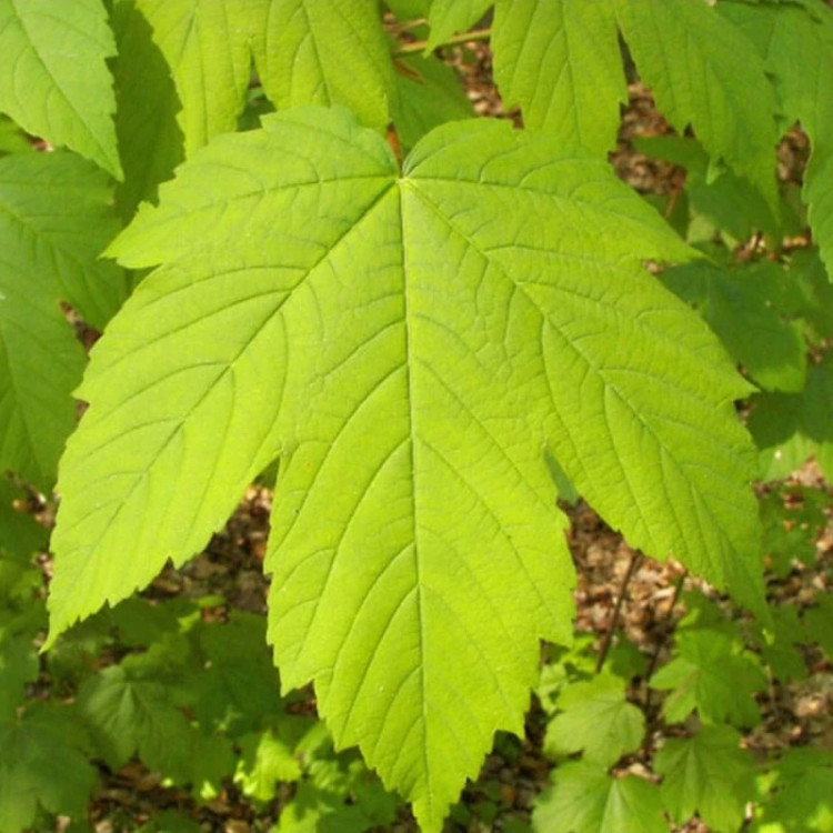 برگ افرا شبه چناری از نزدیک