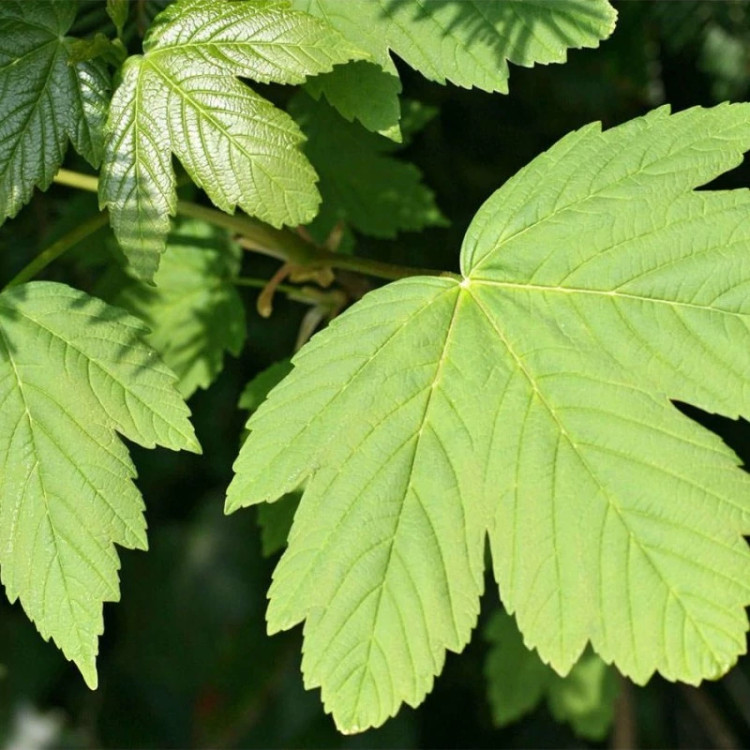 برگ افرا شبه چناری
