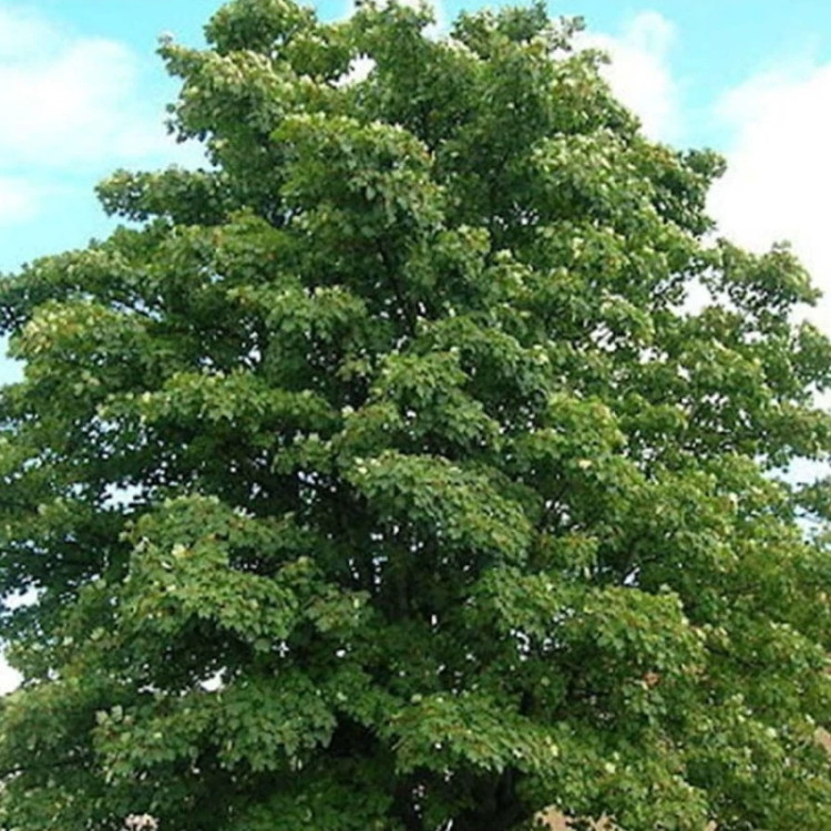 درخت افرا شبه چناری