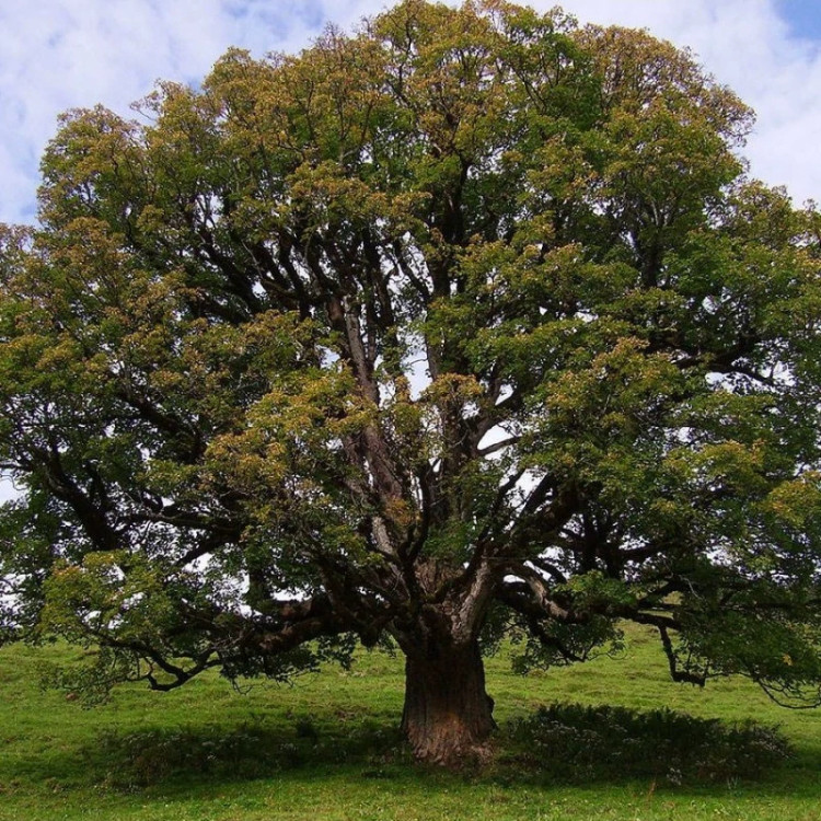 درخت افرا شبه چناری از روبرو