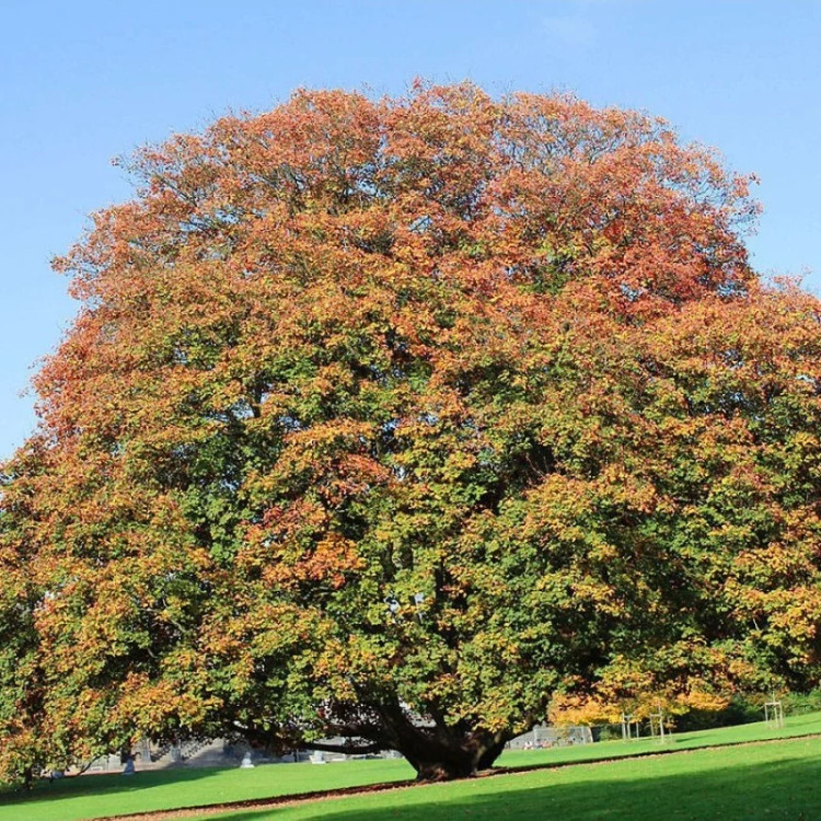 خزان درخت افرا شبه چناری