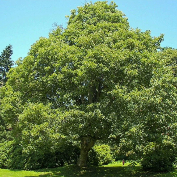 درختچه افرا شبه چناری