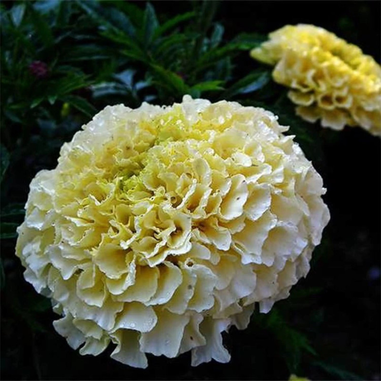 گل جعفری سفید از نما ی نزدیک