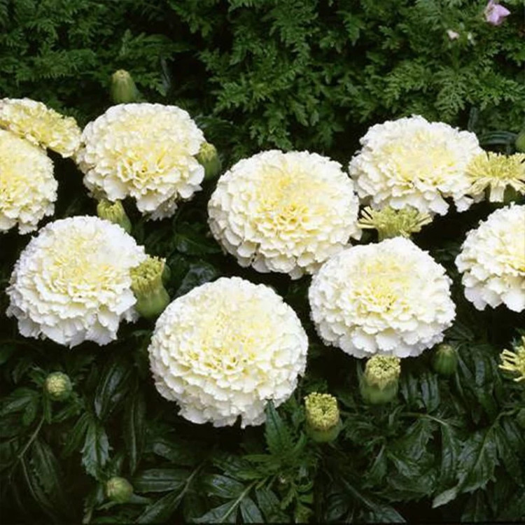 گل جعفری سفید