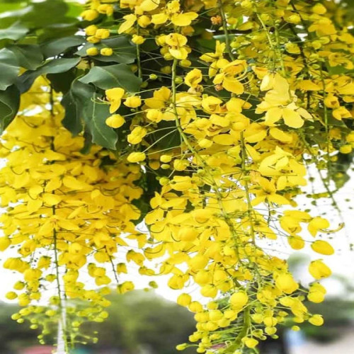 درختچه کاسیا (گل پهلوی) آویز