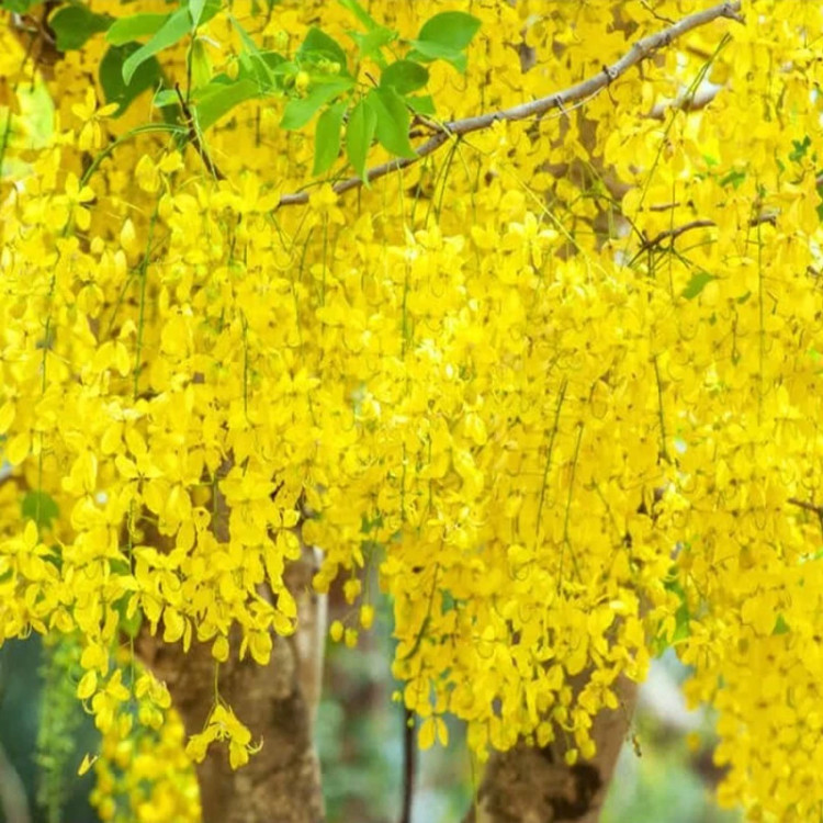برگ درختچه کاسیا (گل پهلوی)