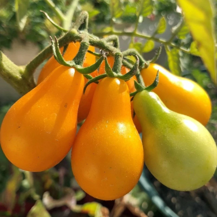 گوجه گلابی نارنجی