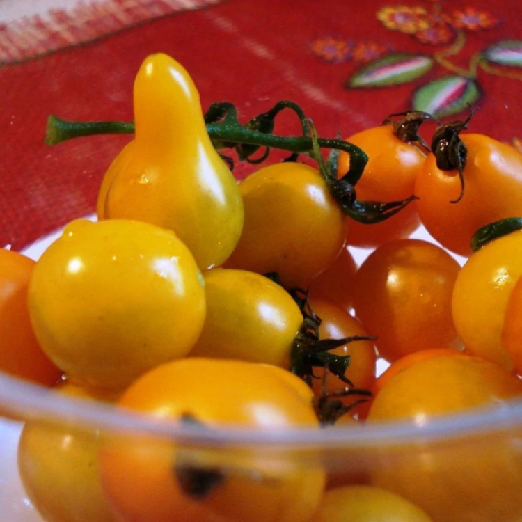 میوه گوجه گلابی نارنجی
