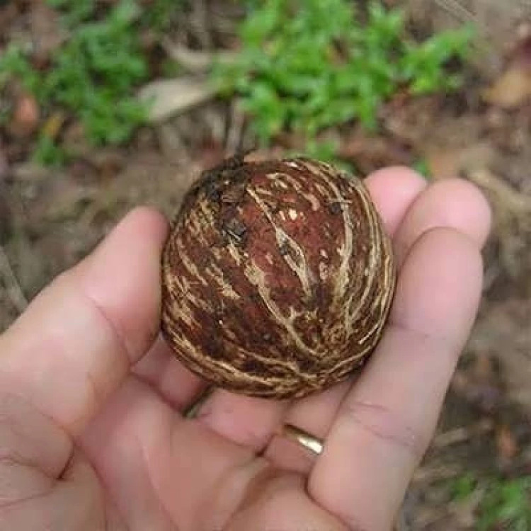 میوه نخل ارانیا پالیندین