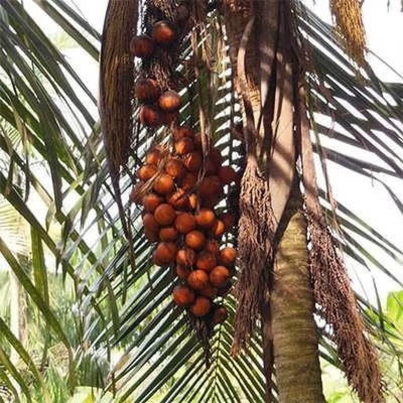 بذر نخل ارانیا پالیندین یک عددی