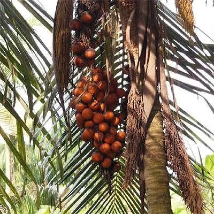 نخل ارانیا پالیندین