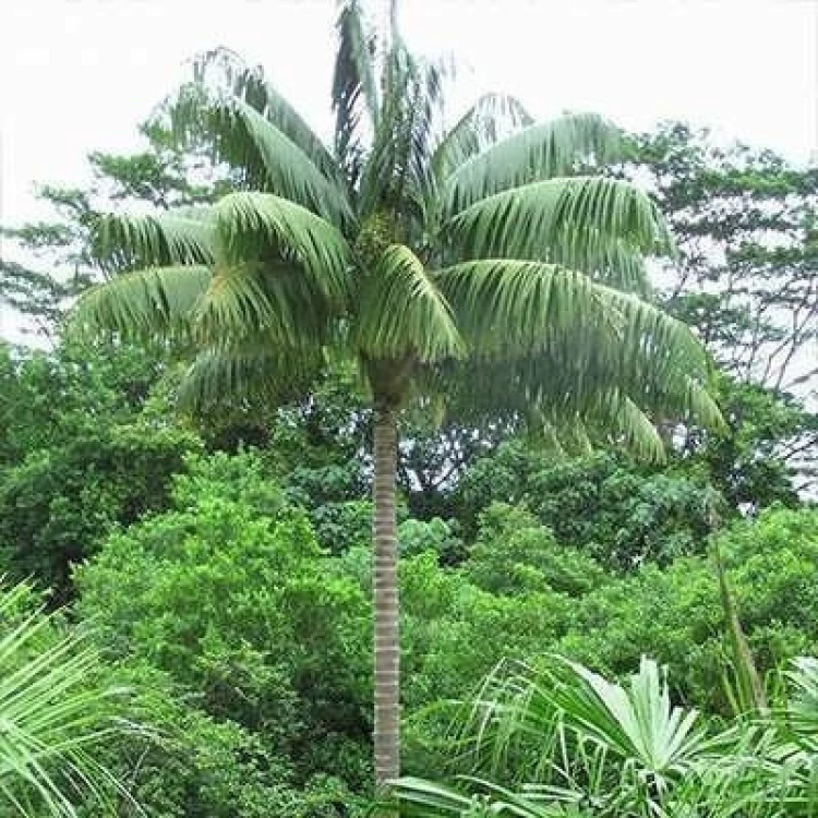 تاج درخت نخل ارانیا پالیندین