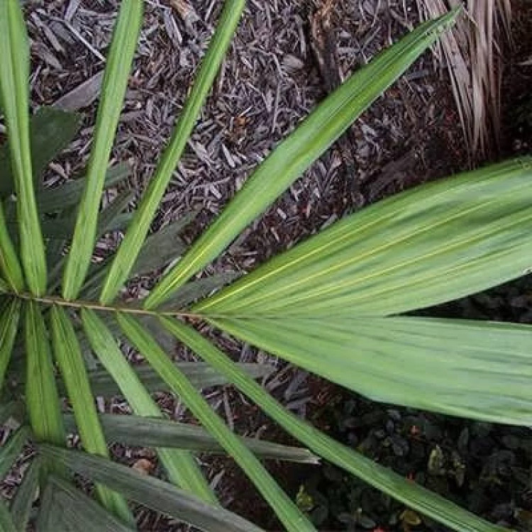 برگ نخل ارانیا پالیندین