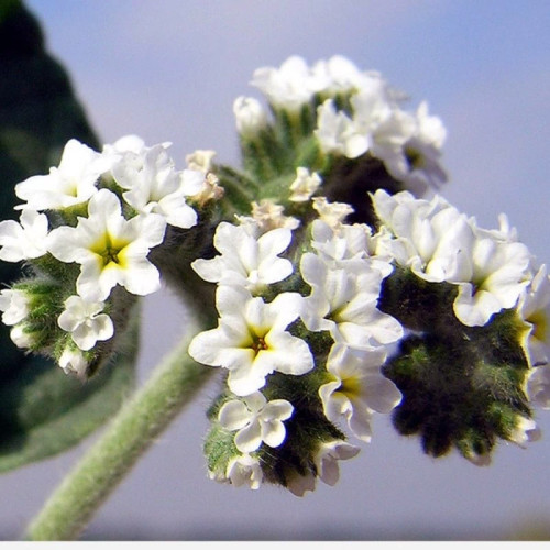 گل آفتاب پرست