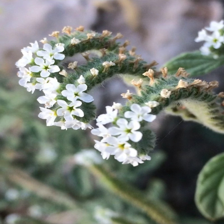 گل آفتاب پرست زیر نور